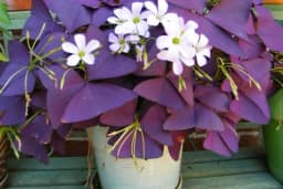 Ukrasna djetelina - Prelijepa dekoracija za vaš vrt!