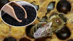 Napokon pravi prirodni preparat protiv varoe