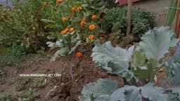 Kako da pripremite baštu za zimu