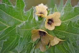 Biljka bunika djelovanje i upotreba - Evo šta bi trebalo da znate o ovoj biljci