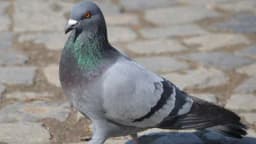 Golub prodat za 1,6 miliona evra