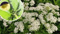 Preparat od HAJDUČKE TRAVE hrani POVRĆE i uništava BILJNE VAŠI