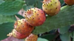 Indijska smokva - Ljekovitost, kako očistiti i jesti