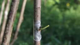 Kalemljenje na spavajući pupoljak u avgustu i septembru