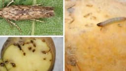 Kako da se riješite krompirovog moljca u skladištu