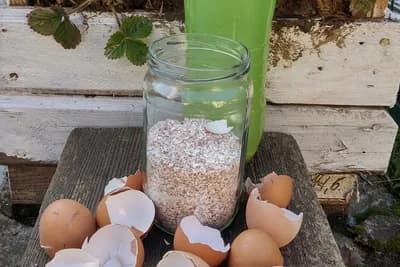 Kako najbrže osloboditi kalcijum iz ljuski od jaja?
