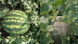 Lubenica i dinja - Koji su uslovi potrebni za uspijevanje