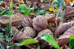 Orasi su zdravi i ljekoviti isključivo u ovoj dozi