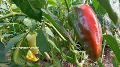 Paprika - 7 razloga zbog kojih bi je trebalo češće jesti