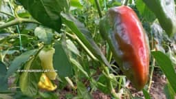 Paprika - 7 razloga zbog kojih bi je trebalo češće jesti