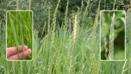 Pirevina: Ljekovita svojstva i recept za čaj!