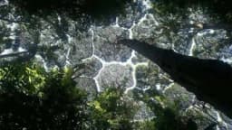 "Stidljive krošnje" - Fenomen koji ljubitelje prirode ostavlja bez daha