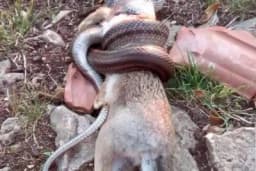 Lovci u BiH iznenađeni: Stolačka "anakonda" guta i zečeve