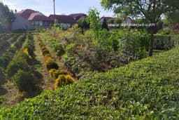 Šimšir - Sadnja i njega