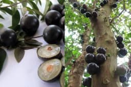 ŽABUTIKABA - DRVO BRAZILSKE ŠLJIVE