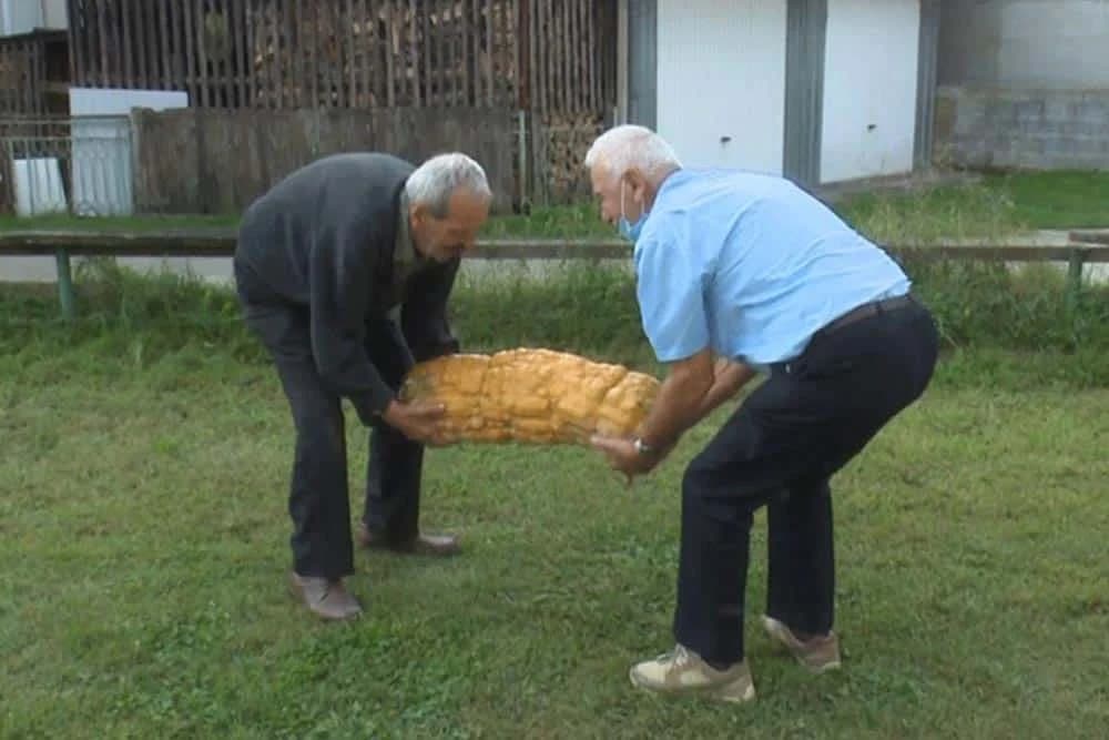 Duguljasta bundeva od 50 kg atrakcija u Sanskom Mostu