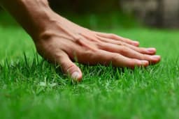 Da bi vaš travnjak ponovo zablistao URADITE OVO!