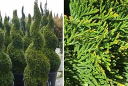 Štetočine koje napadaju tuje