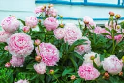 Božur - Cvjeta godinama bez pauze