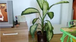 5 sobnih biljaka koje ne zahtjevaju puno svjetla