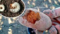 Larve GUNDELJA (GRČICE) prave VELIKE štete na POVRĆU