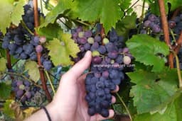 Agronom objasnio kada grožđe postaje opasno po zdravlje – DVIJE STVARI MORATE ZNATI