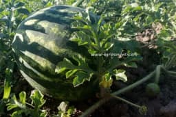 Kada i kako posijati sjeme lubenice - Korak po korak vodič za početnike