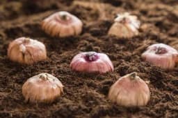 Kako saditi jesenje lukovice cvijeća