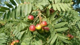 Oskoruša - Zaboravljeno voće koje je krasilo seoska imanja