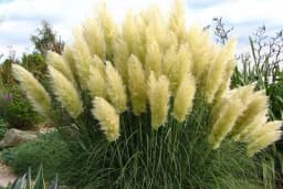 Pampas trava - Pravilna njega, gajenje i zaštita!