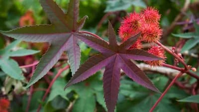 Ricinus je ljekovita biljka, ali i veoma otrovna