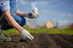 Šta se sve može sijati/saditi u jesen?