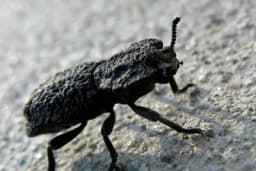 Buba "tenk" može preživjeti gaženje automobilom