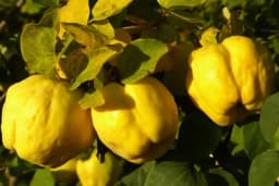 Evo šta sve liječi dunja - Sve što niste znali o mirisnoj dunji