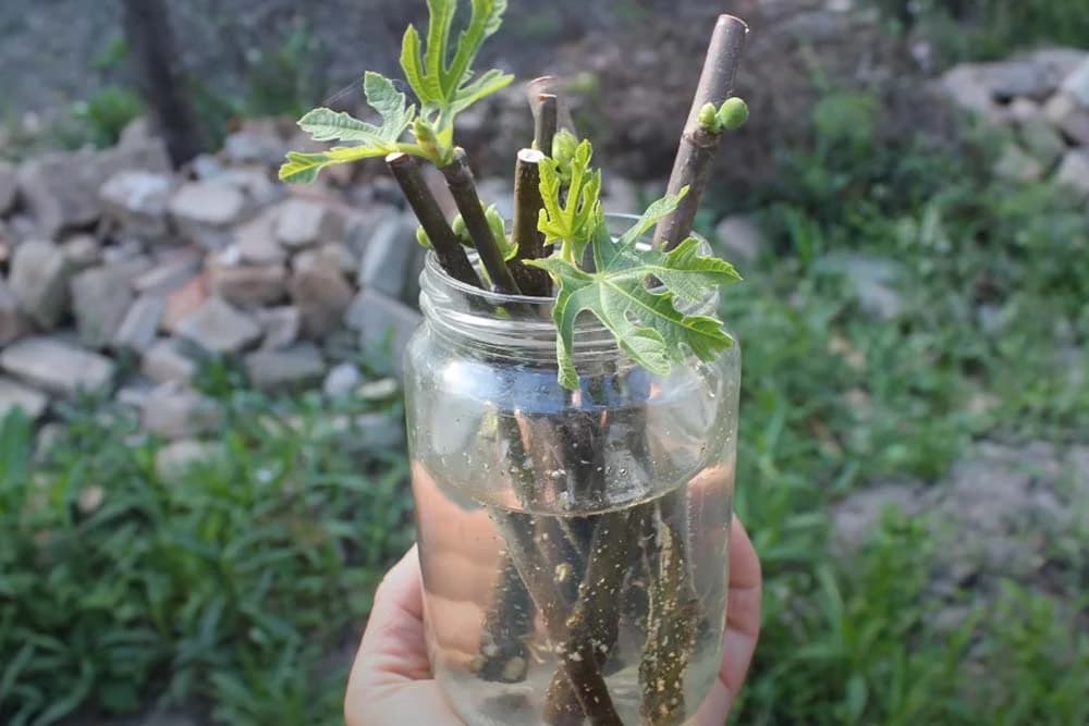 Ožiljavanje reznica smokve u vodi /VIDEO/