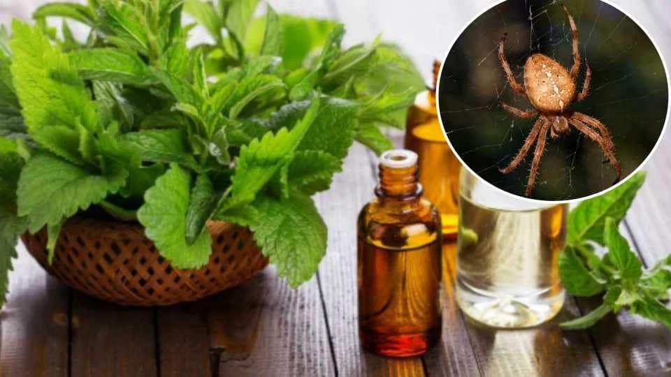 TRIK KOJI TJERA PAUKOVE