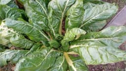 BLITVA – Idealno zimsko povrće za vaše terase