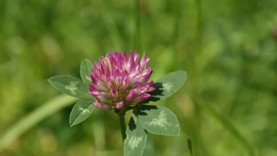 Djetelina