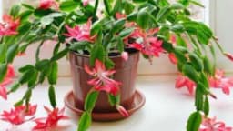 Ovih pet biljaka ne stavljajte blizu radijatora