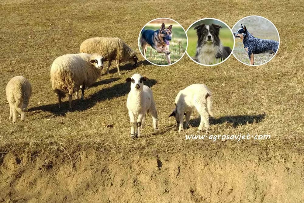 Ovčarski psi