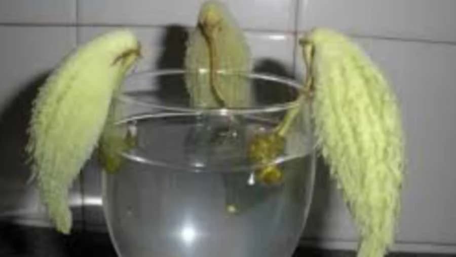 Papiga - Biljka neobičnog izgleda