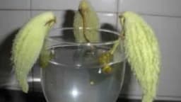 Papiga - Biljka neobičnog izgleda