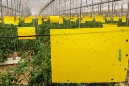 Boja kao ekološko sredstvo za rastjerivanje insekata