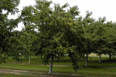 Preporuke za uspiješno podizanje zasada pitomog kestena