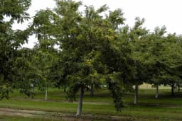 Razmnožavanje KESTENA za proizvodnju plodova