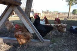 Koliko vode je potrebno živini i od čega to zavisi