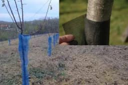 Zaštita voćaka od divljači