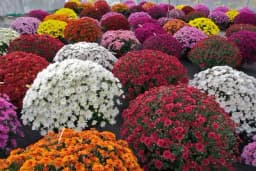 Produžite cvjetanje hrizantema pravilnom njegom - Evo i kako!