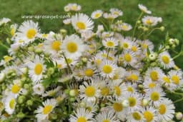 Mlijeko od kamilice - Jača imunitet i spriječava ljetne prehlade