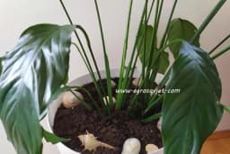 Fitopatogene gljive – Uzrok uvenuća sobnih biljaka